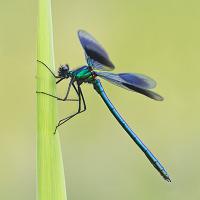 Banded Demoiselle male 